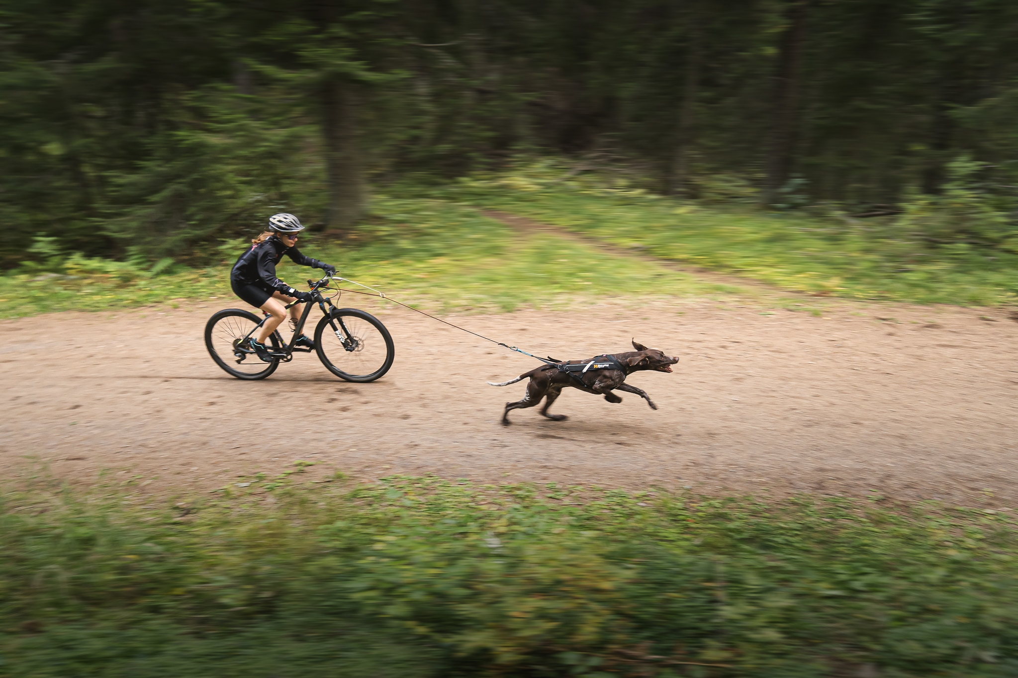 everything-about-bikejoring