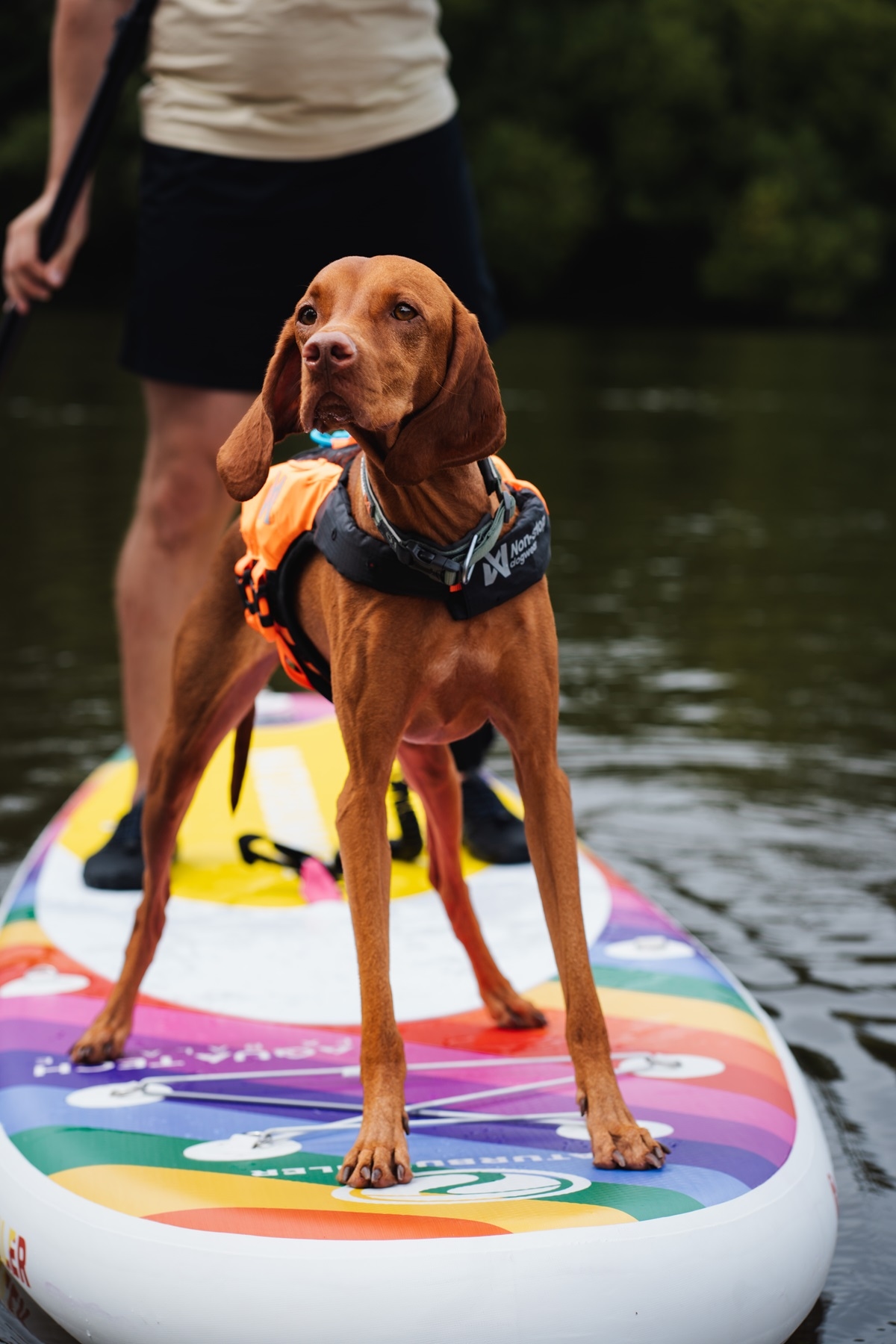 paws-on-paddles-week-4