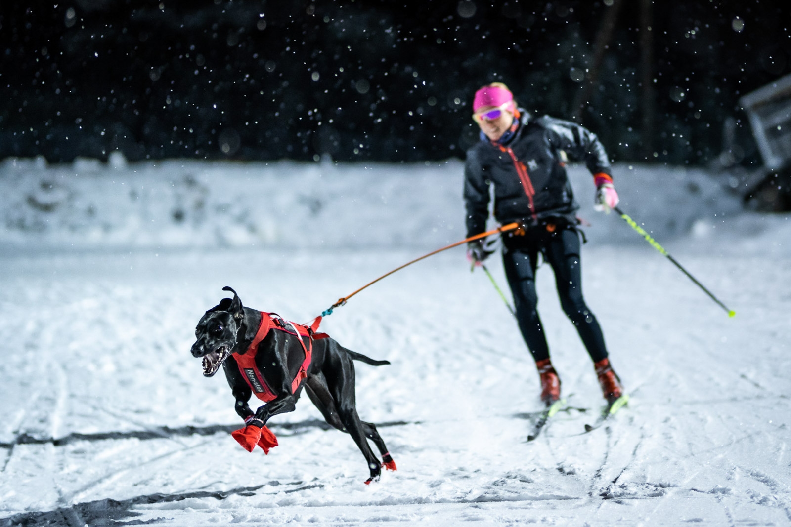 everything-about-skijoring