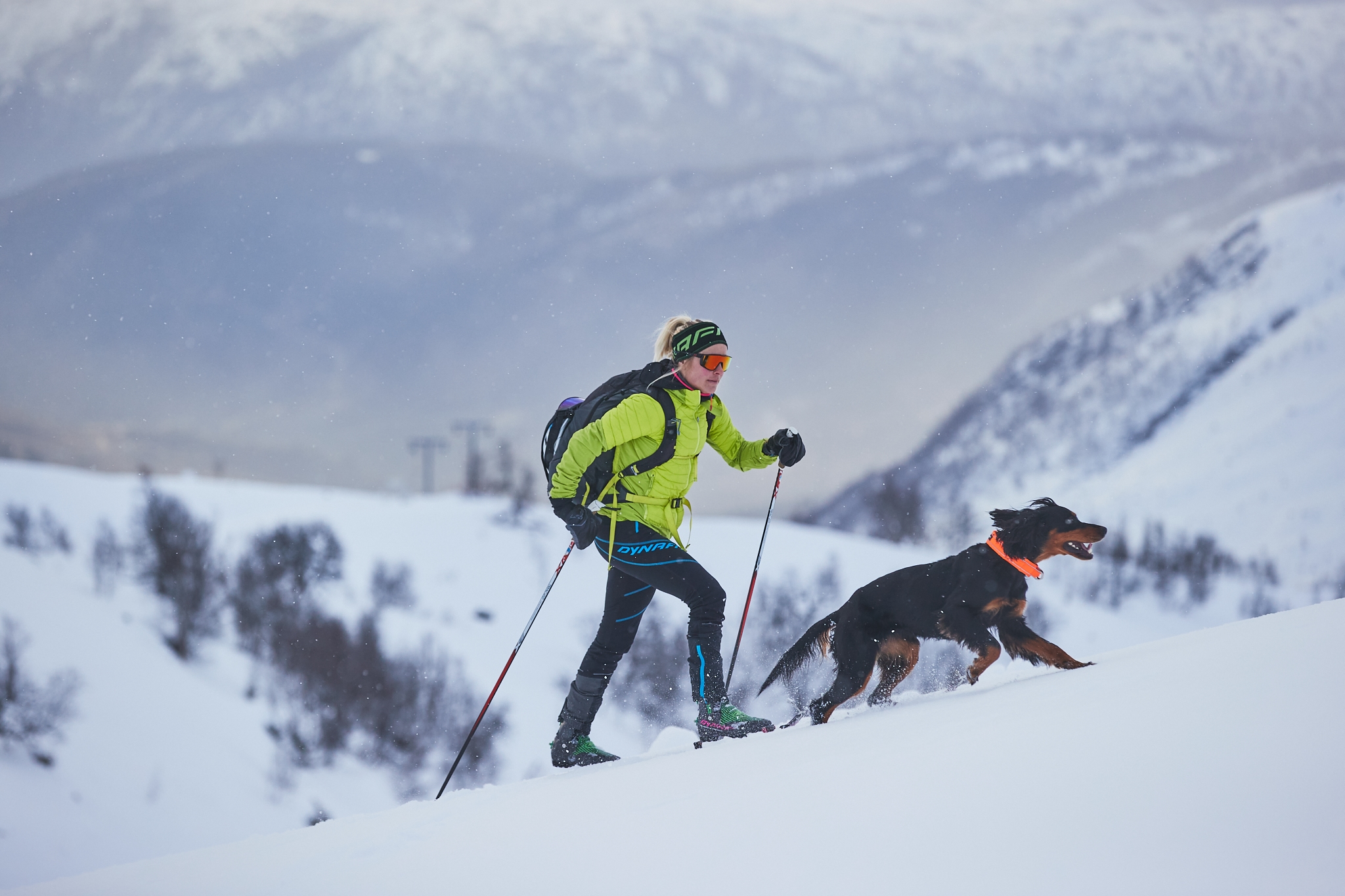 take-your-dog-skiing