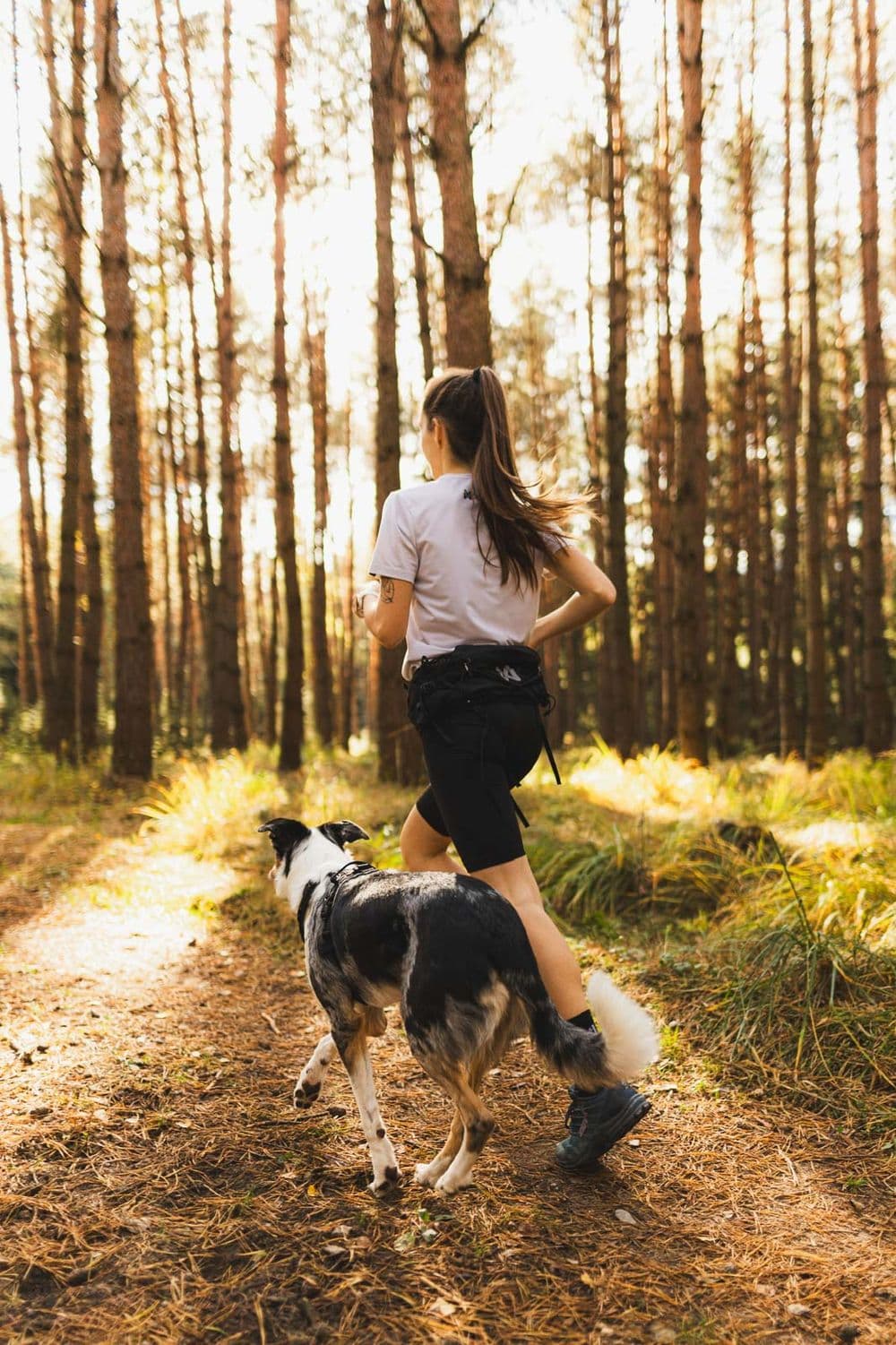 Trail light belt