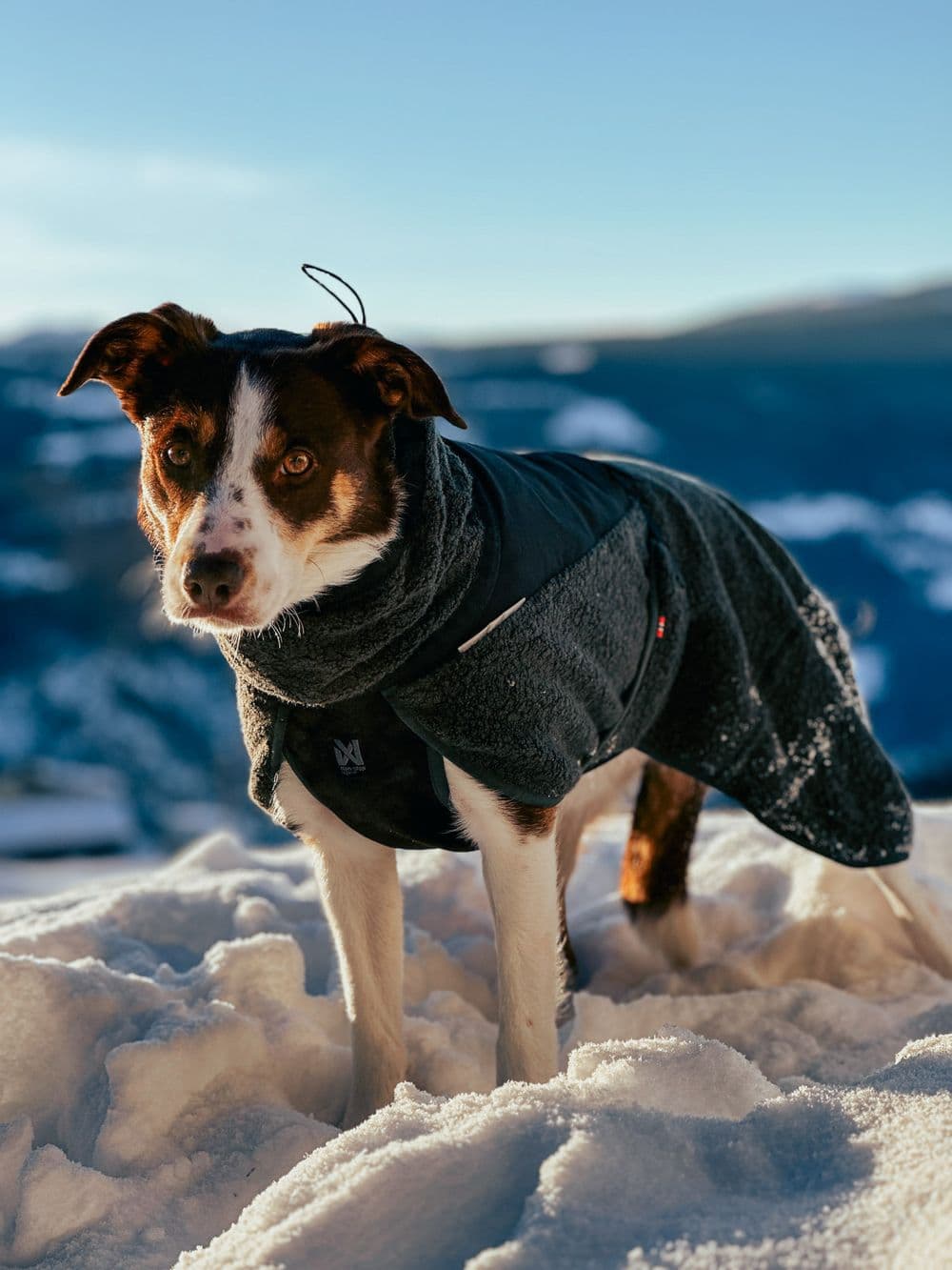 Wool dog jacket