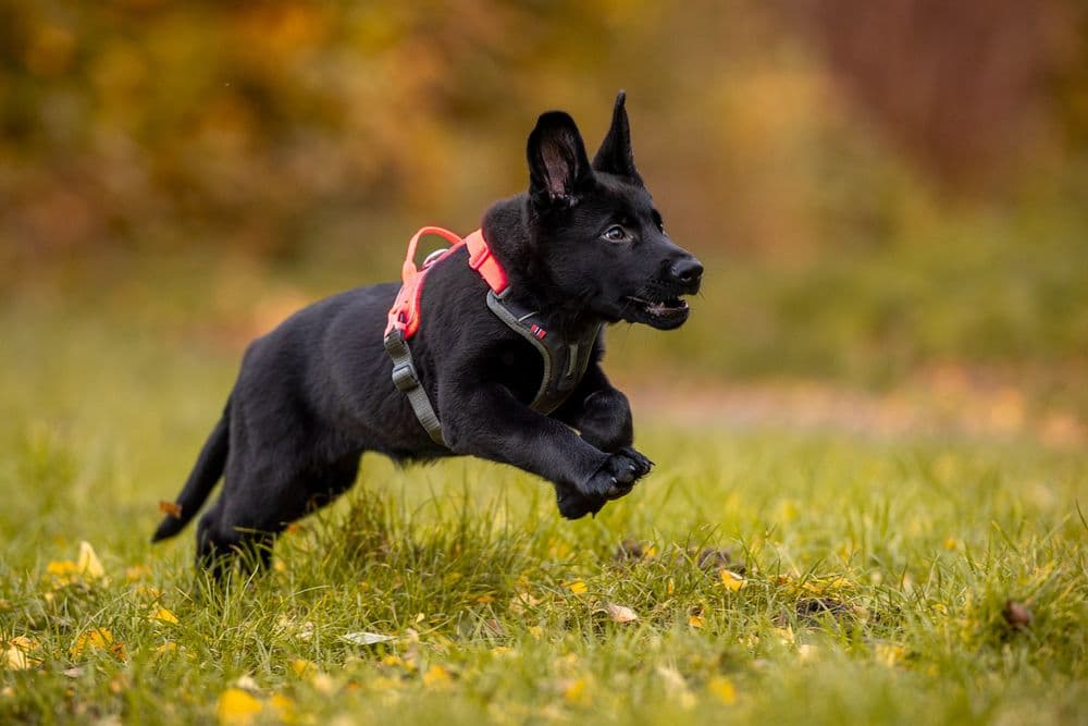 Ramble harness