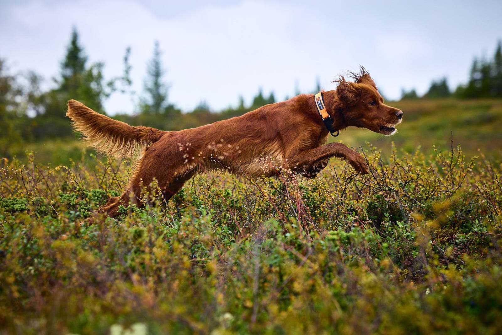 Colliers pour chiens