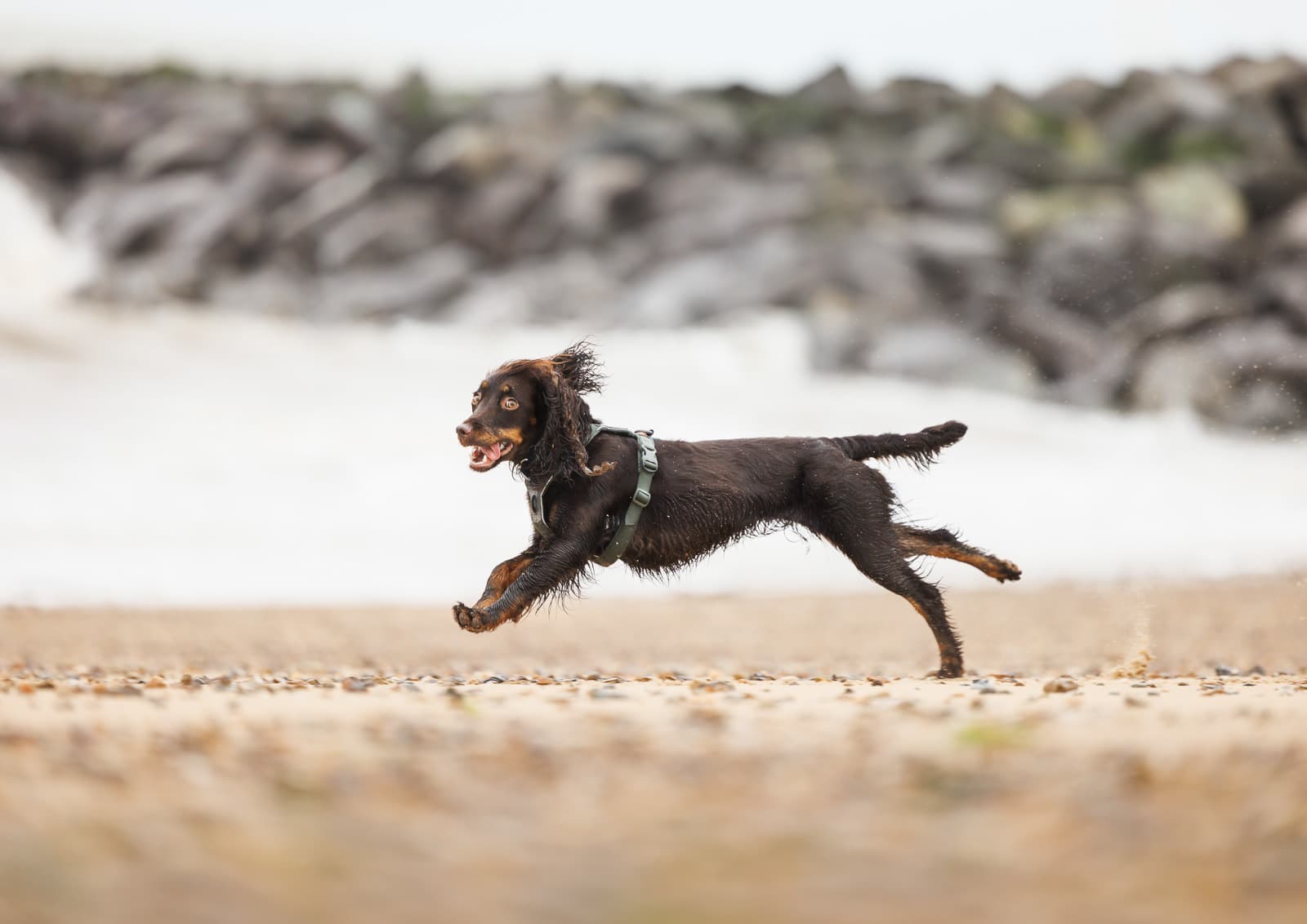 Harnais pour chiens