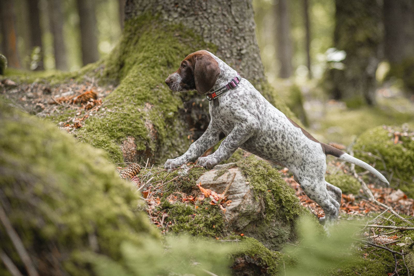 GSP puppy in the forest