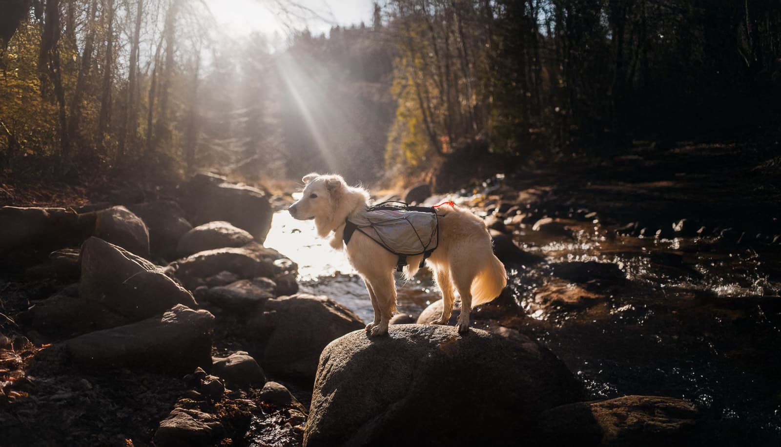 Life jacket & gear