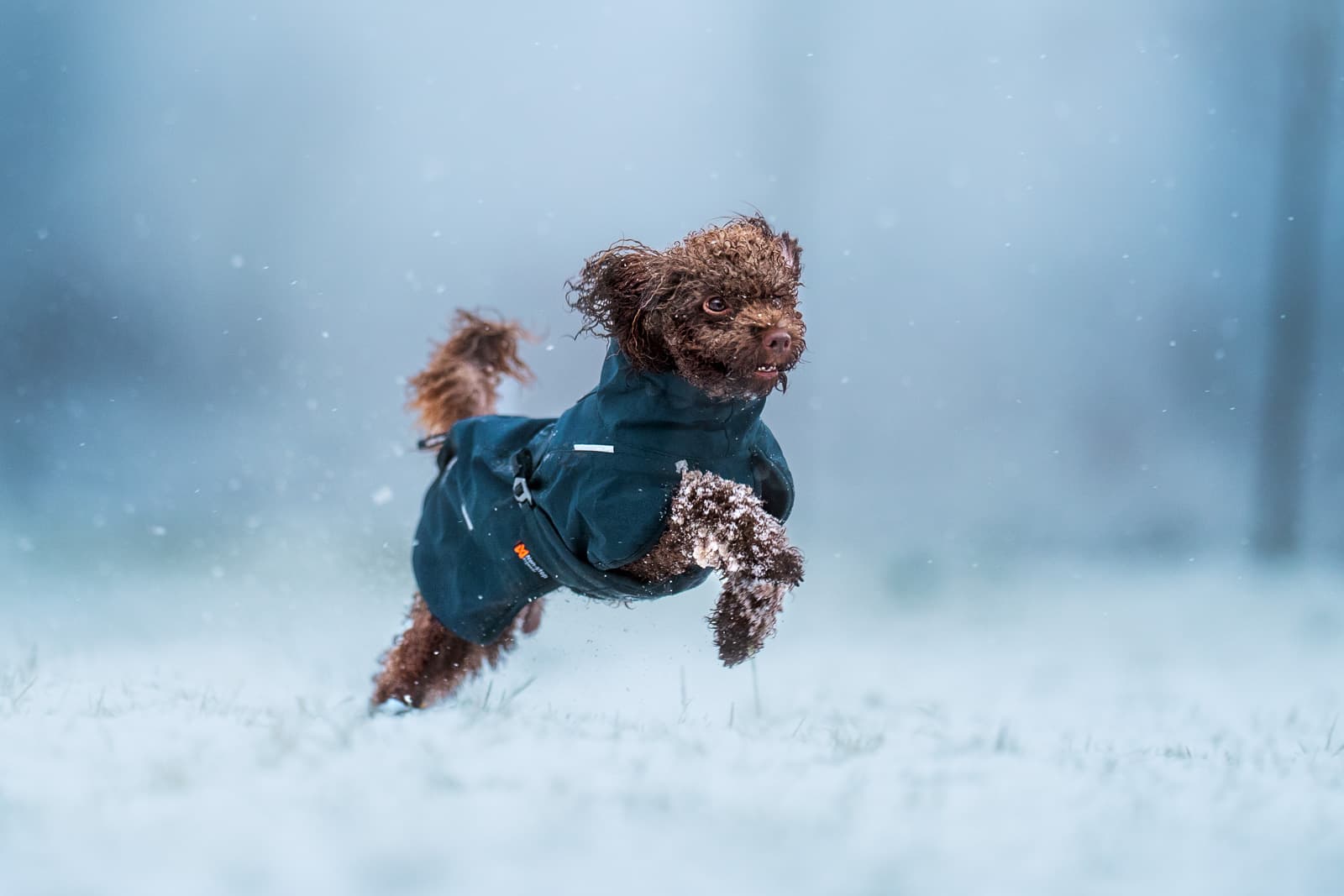 Vestes pour chiens