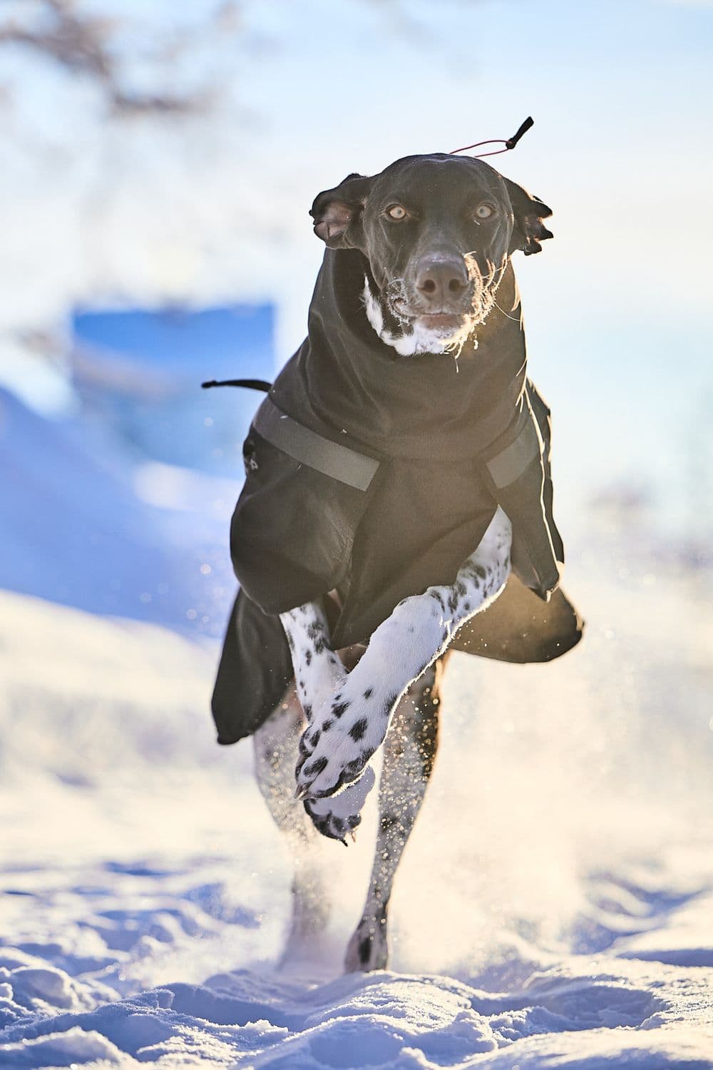 Trekking insulated dog jacket