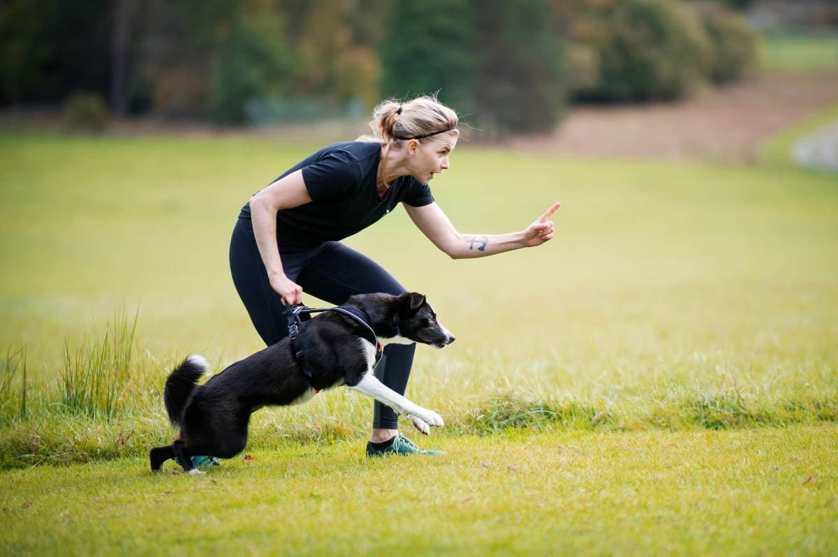 Practicing agility with a dog harness with a handle