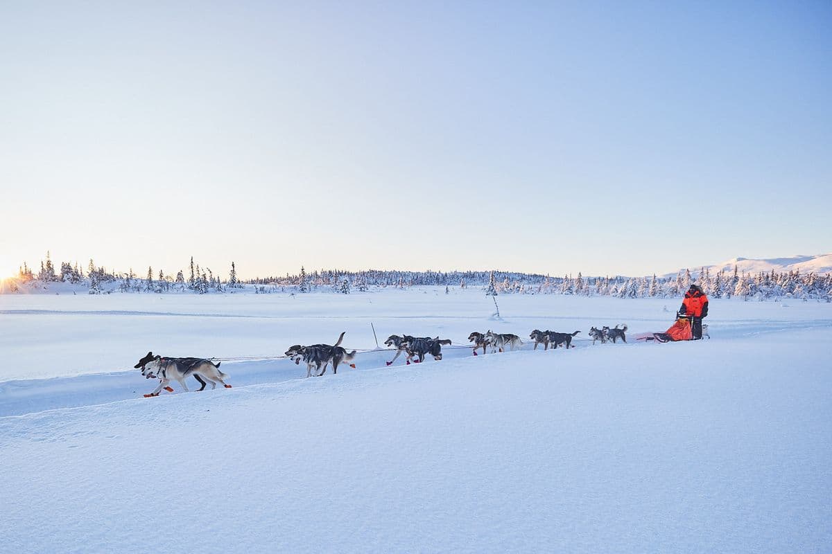 Mushing