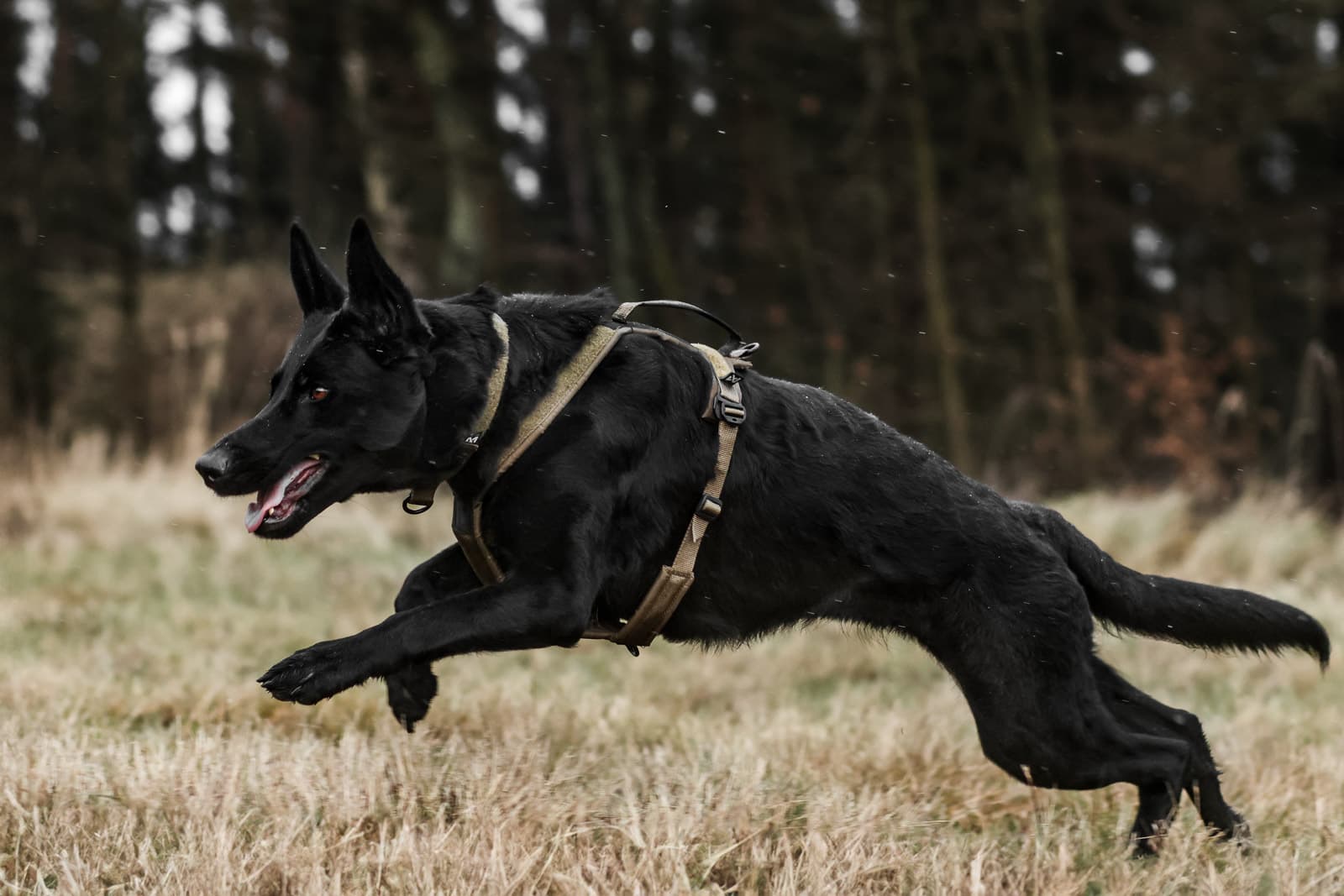 Working dog series