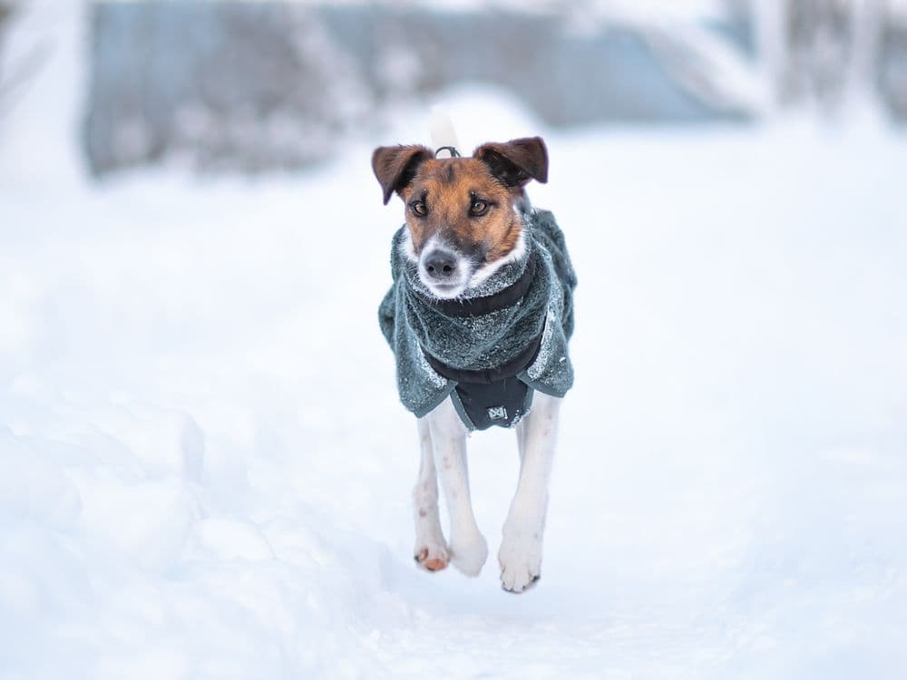 Wool dog jacket