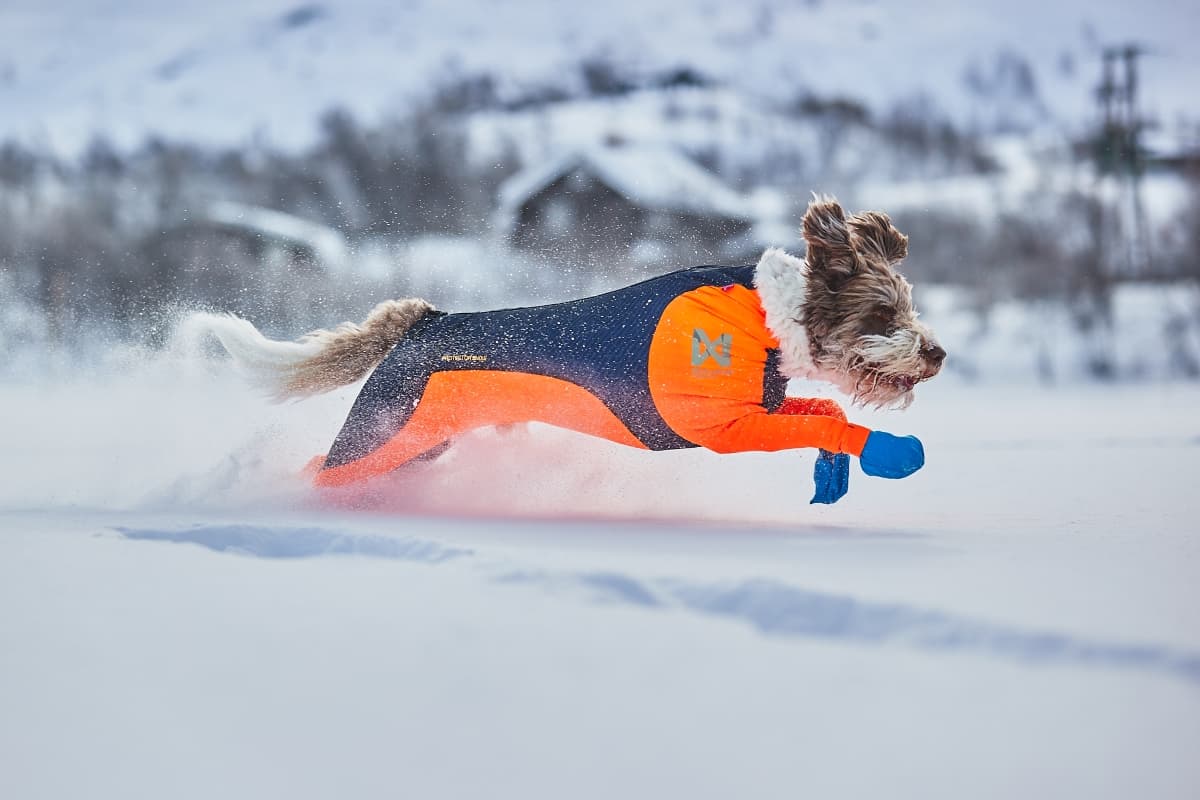 Full body snow protection for dogs