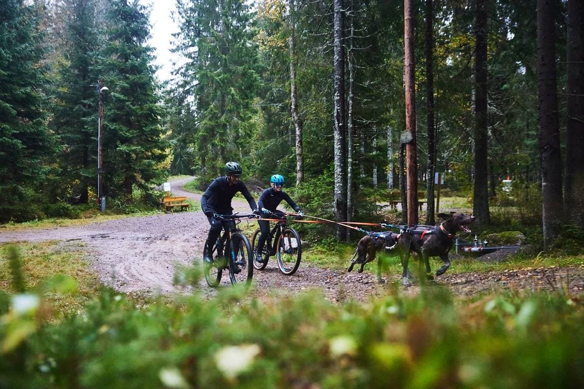 Two cyclists being pulled by one dog each