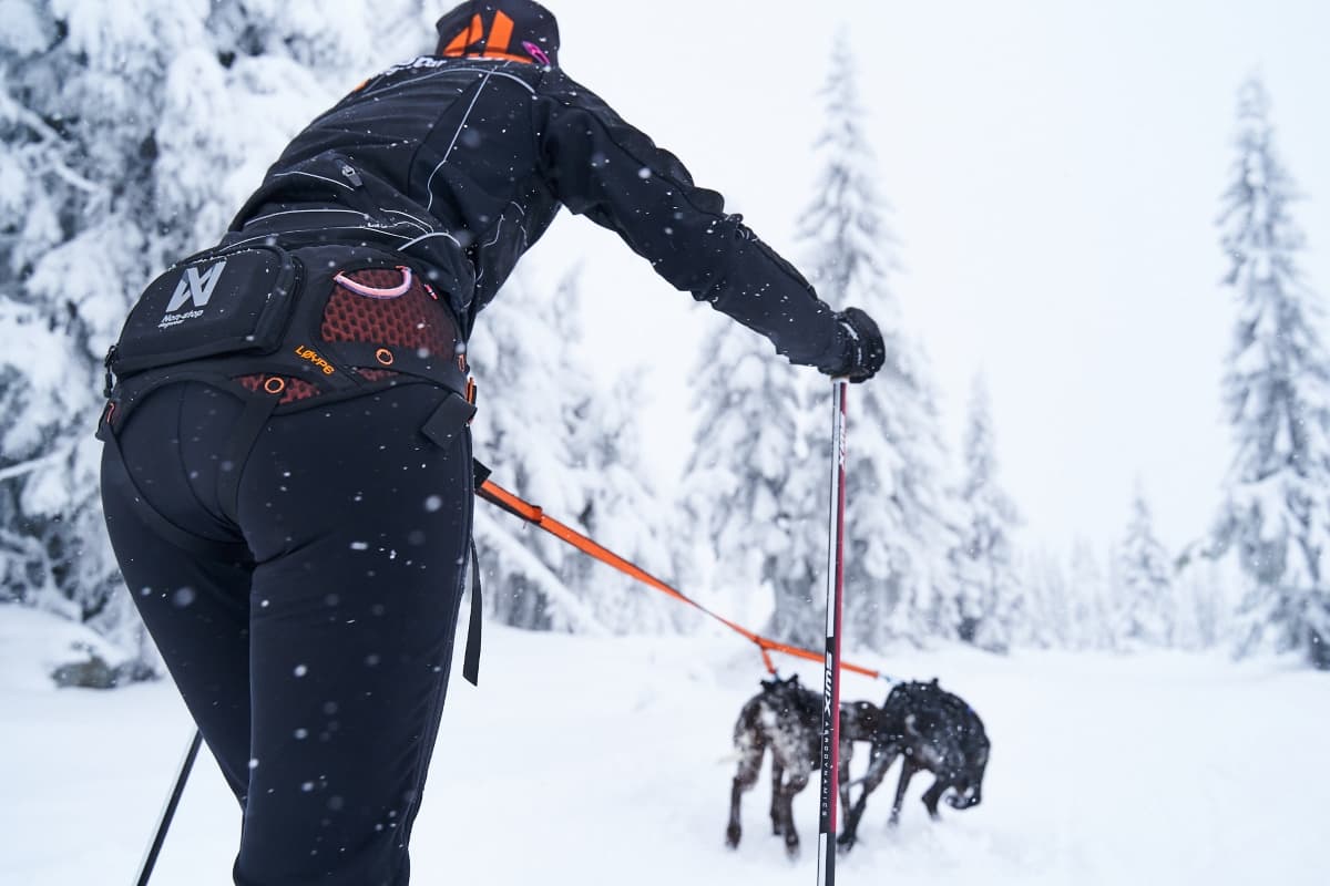 Skijoring with the hands-free Løype belt