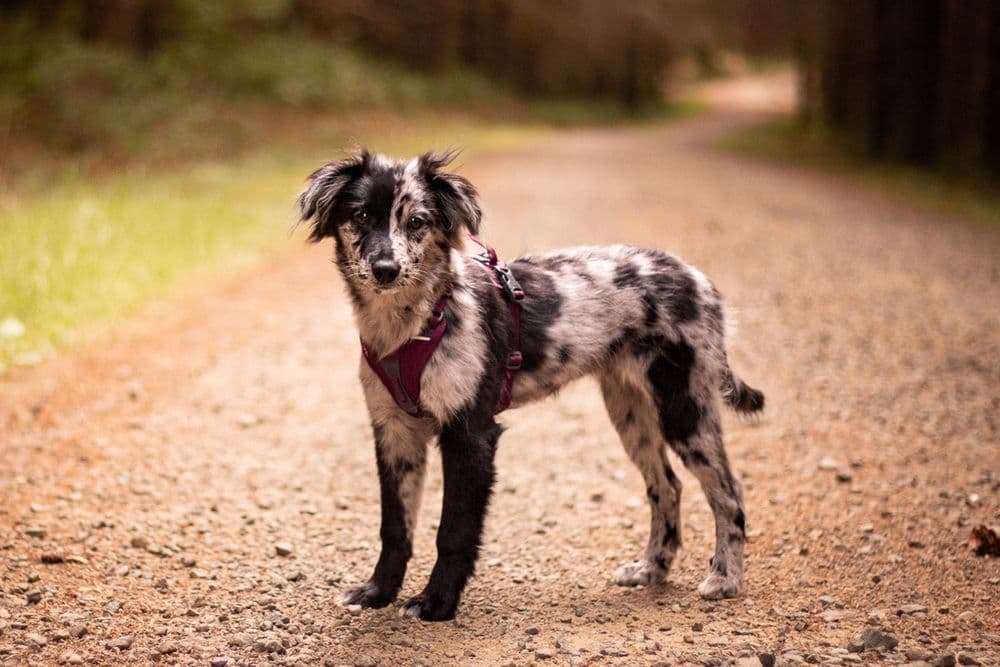 Ramble harness