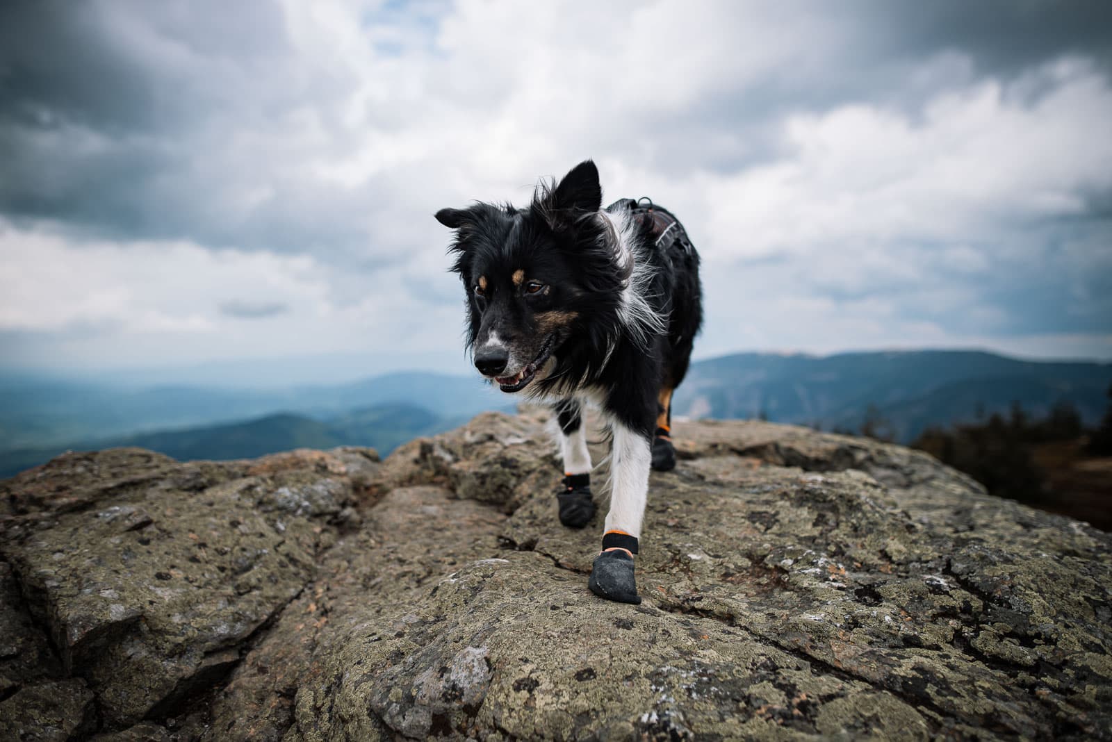 Dog booties