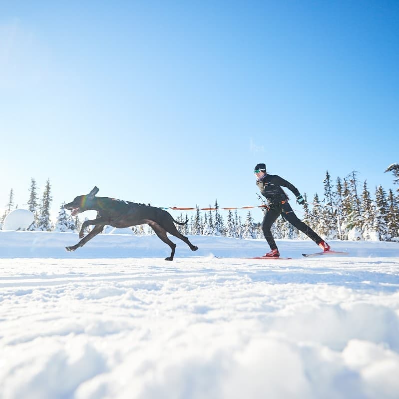 Gifts for skiing with dogs