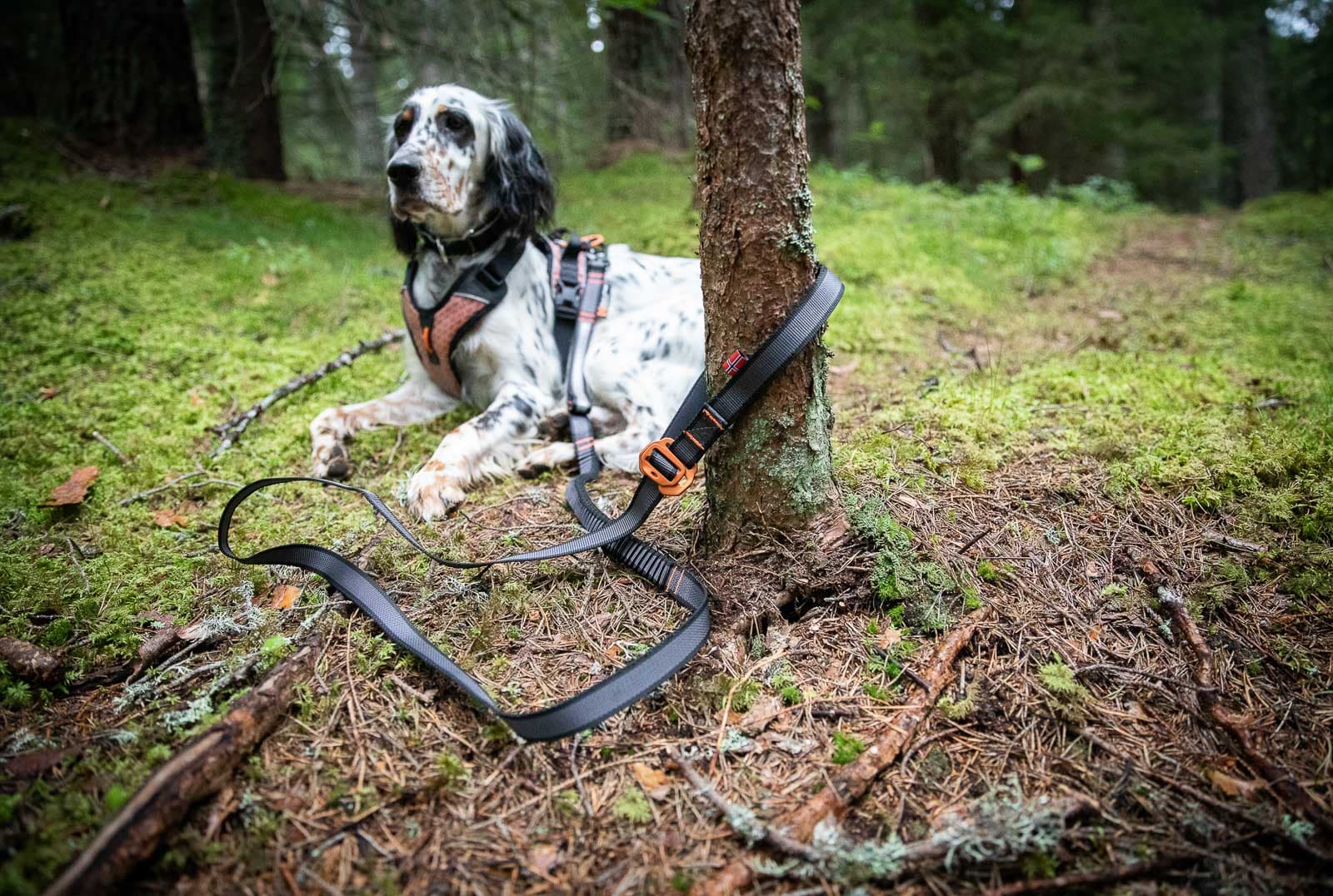 Touring bungee adjustable leash