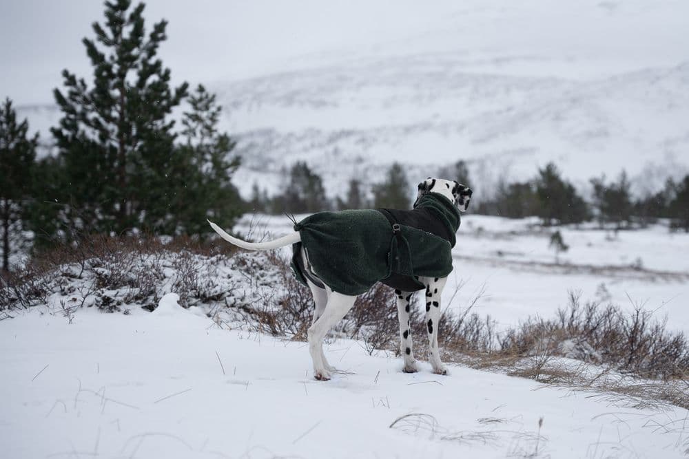 Wool dog jacket