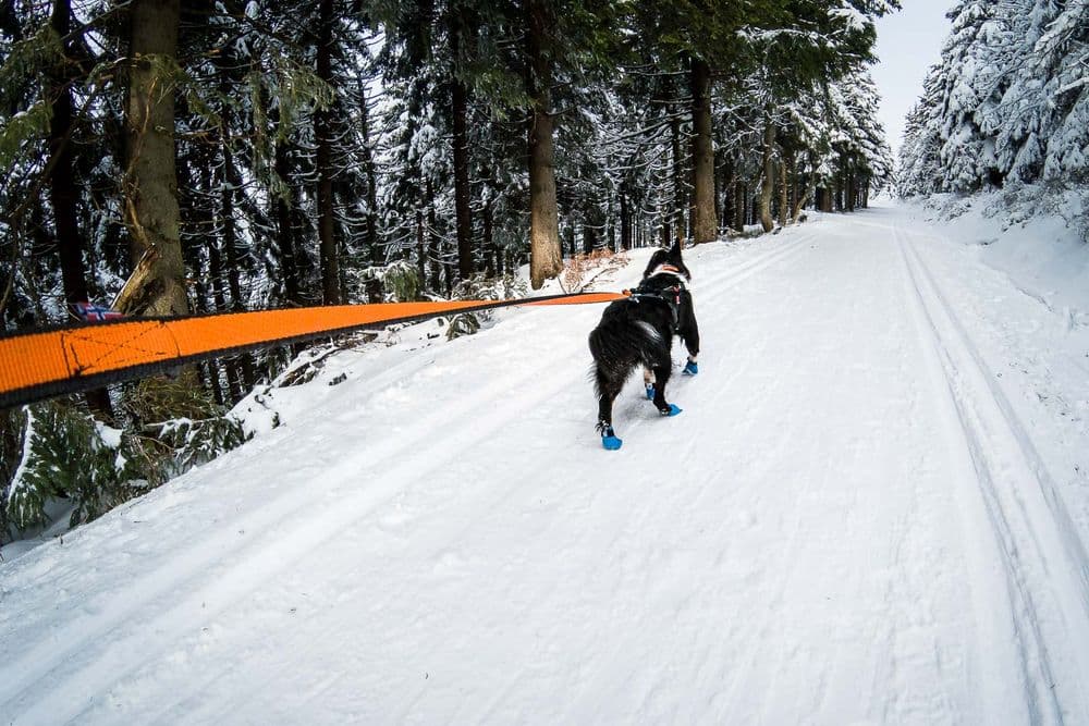 Bungee leash