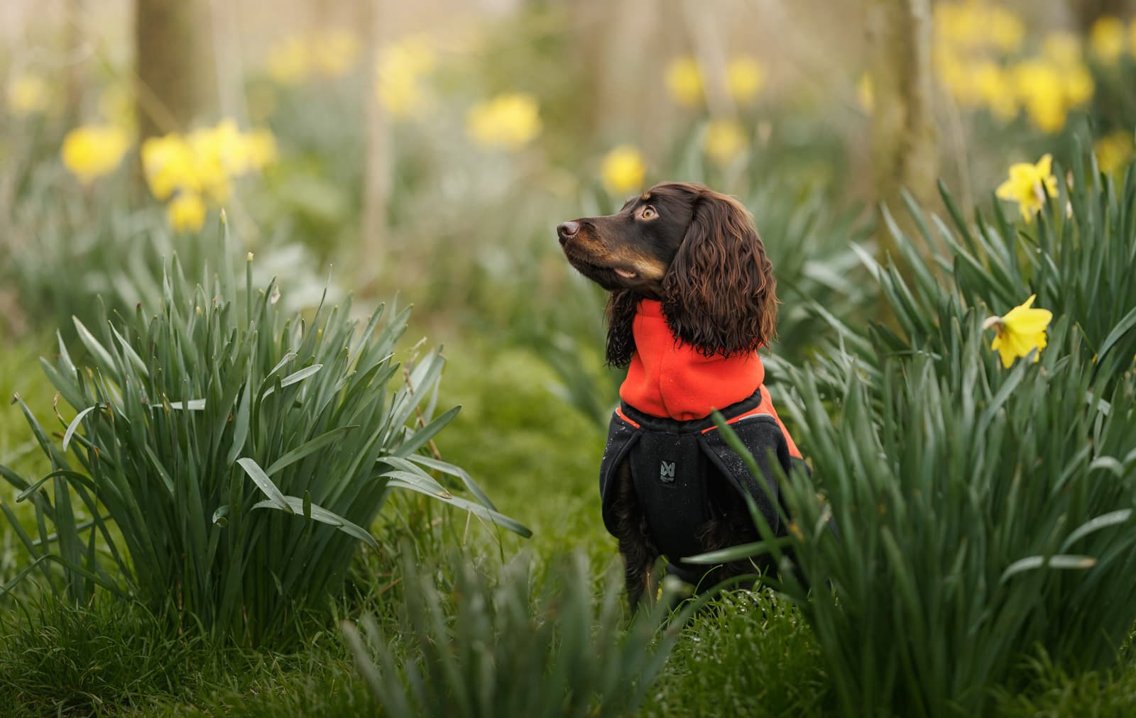 Dog jackets