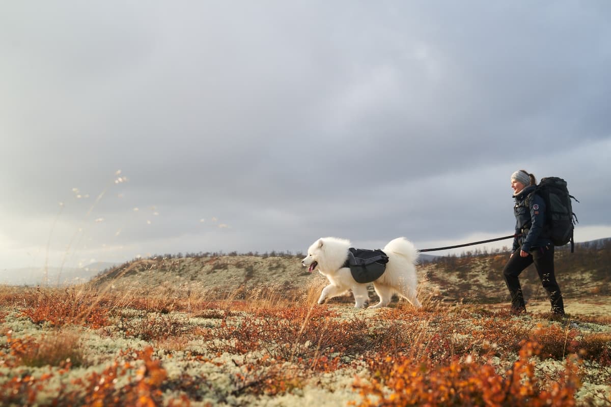 Samoyed wearing a dog backpack