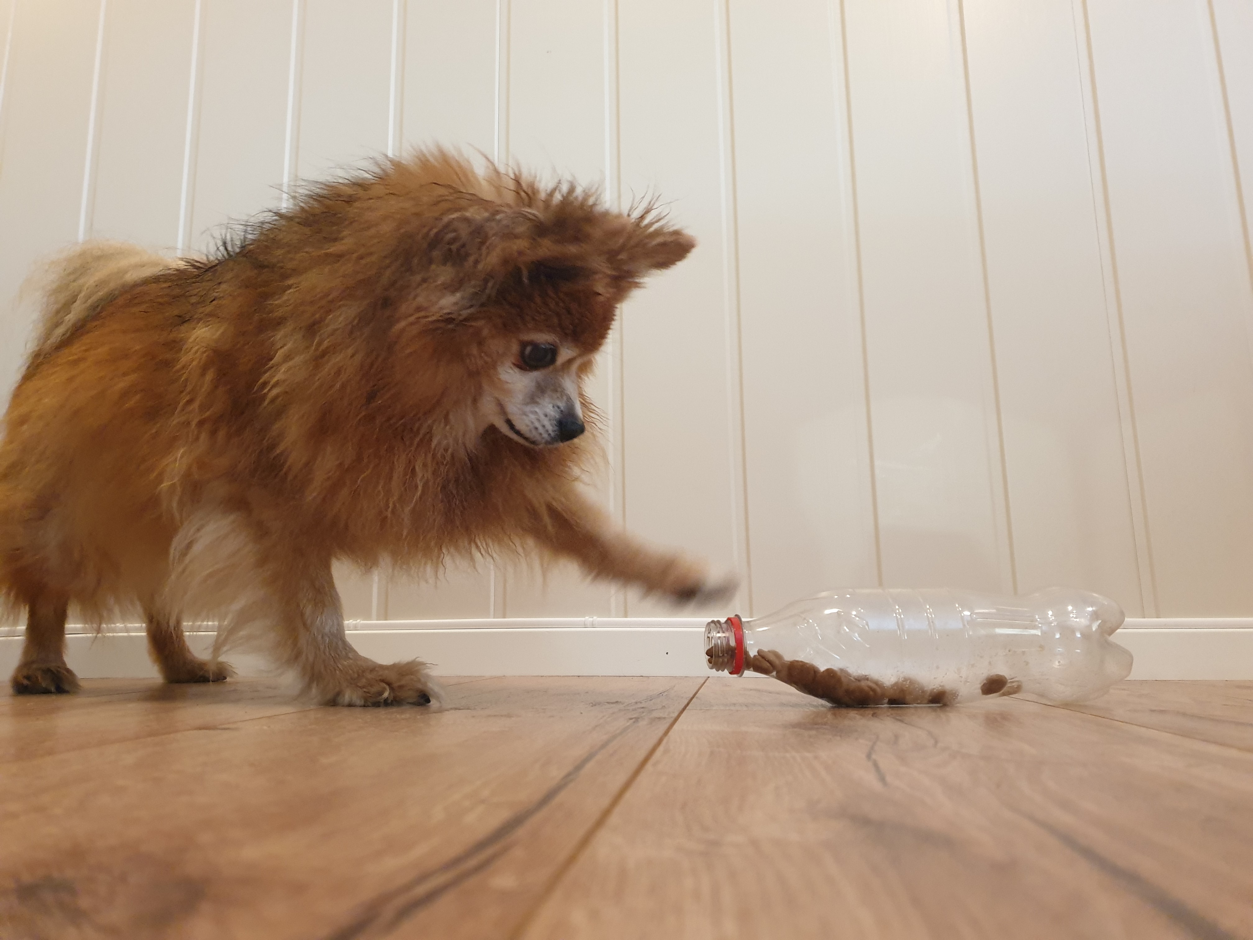DIY Mental Enrichment Games for Dogs