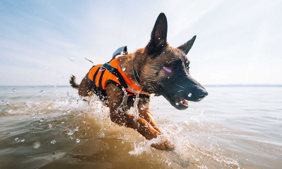 7 cool activities to do with your dog on hot summer days
