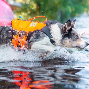 Paws on paddles - Semaine 5